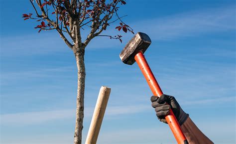 wooden stakes home depot|How to Stake a Tree .